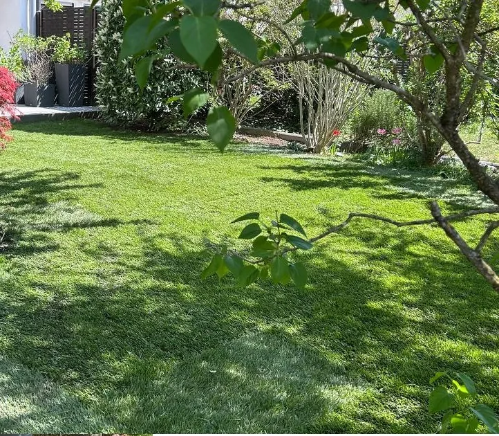 Rollrasen frisch verlegt im Garten – Rasenstreifen nebeneinander ausgerollt, saubere Fugen sichtbar